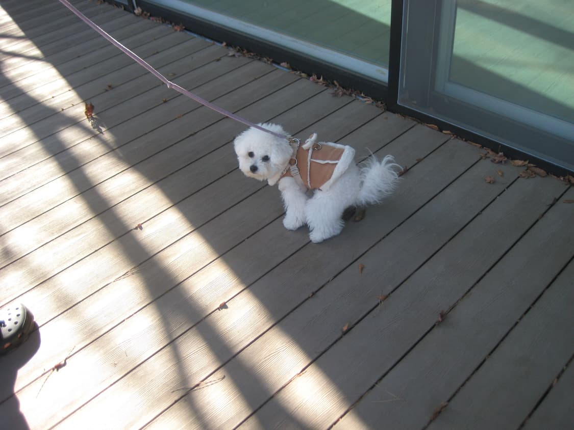 캐논 익서스 70 ixus70 ixy 10 작례  상품이미지2