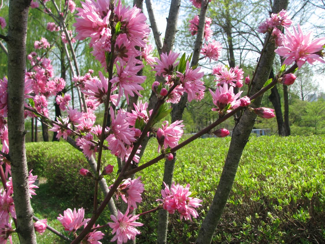 캐논 파워샷 S5 IS 상품이미지6