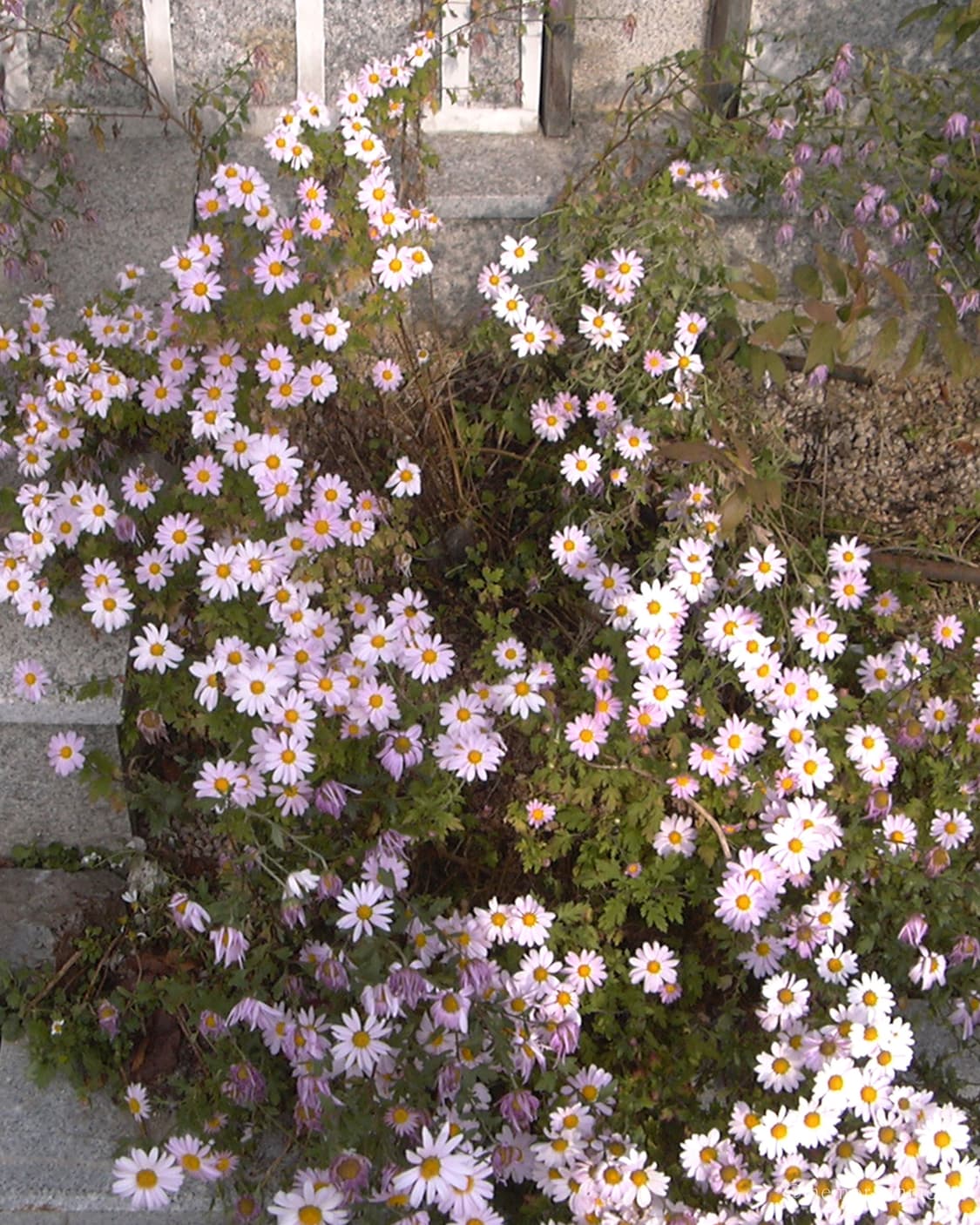 희귀/자연스러운필카느낌☁️Panasonic DMC-LC20 파나소닉 디카 상품이미지8