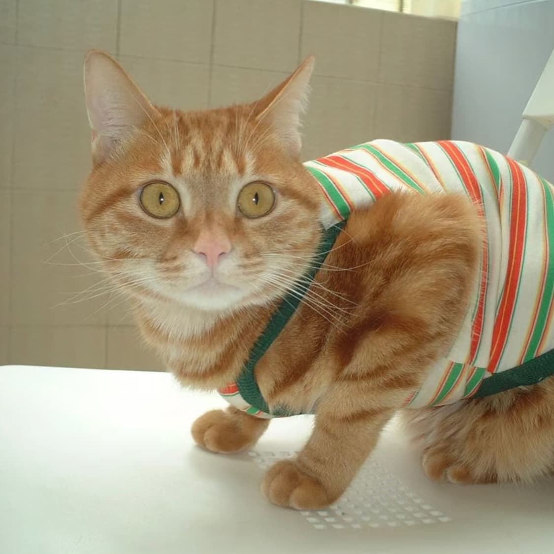 후지필름 파인픽스 40i 상품이미지2