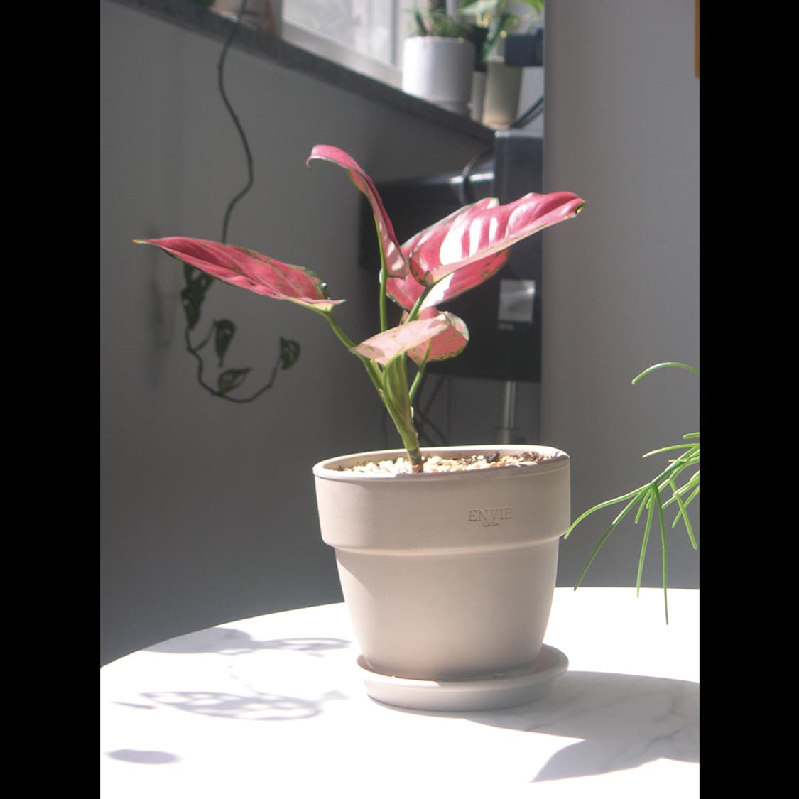 작례⭕️ 미놀타 디미지  디마지 X50 X-50 상품이미지7