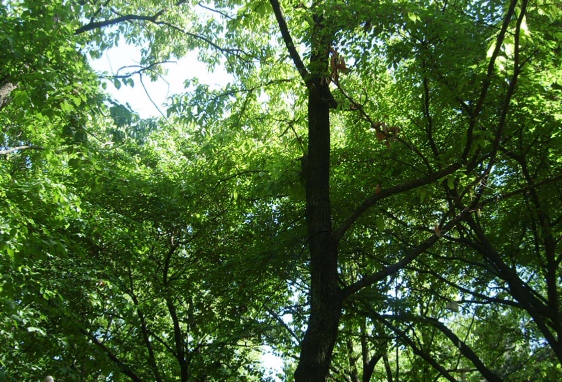 Samsung kenox s500 빈티지 콤팩트 카메라 작례 O 상품이미지7