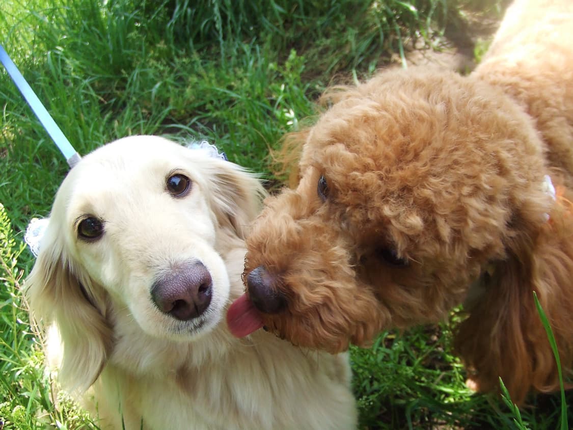 (색감/감성) 후지필름 파인픽스 Fujifilm FinePix Z2 상품이미지6