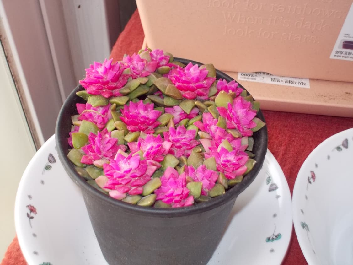 미품) 니콘 쿨픽스 s01 상품이미지7