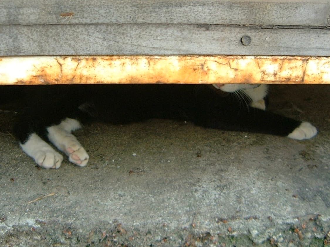 필름대신 후지필름 파인픽스 4700z 상품이미지8