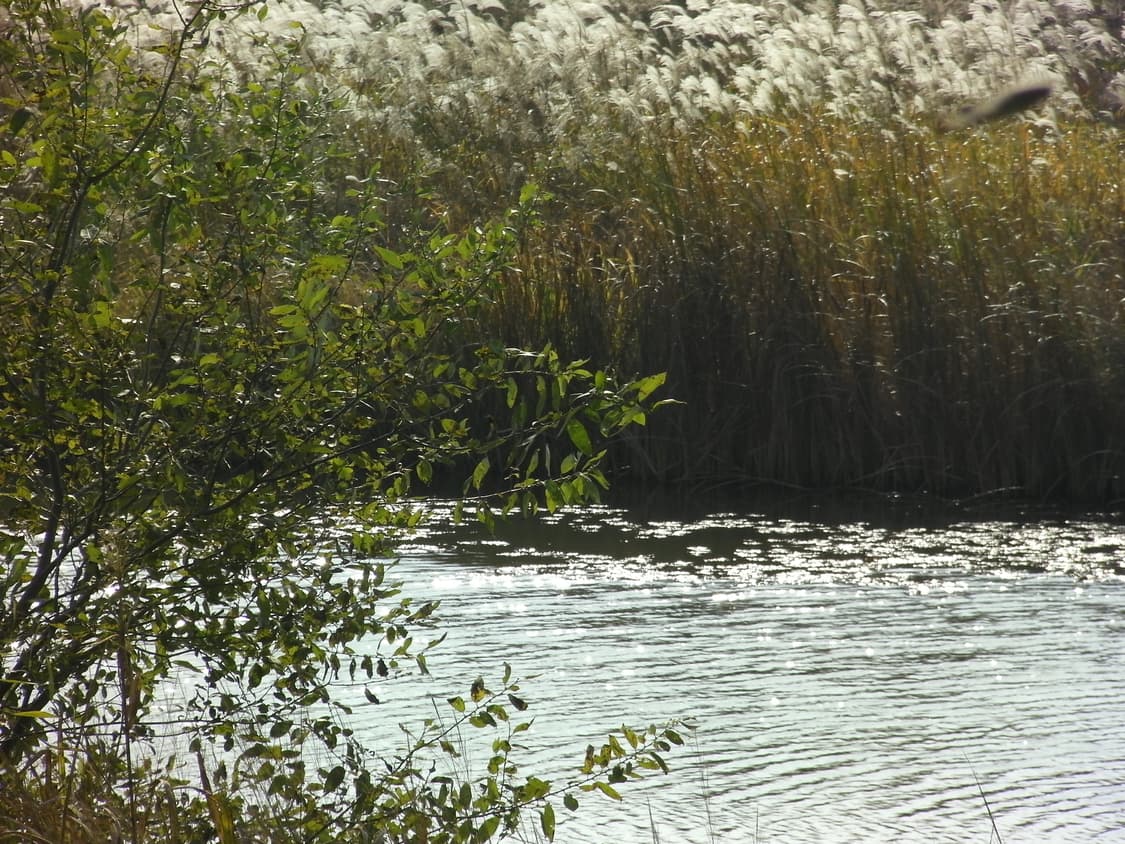 작례_ 산요 Sanyo cacti CG20 pink 상품이미지8