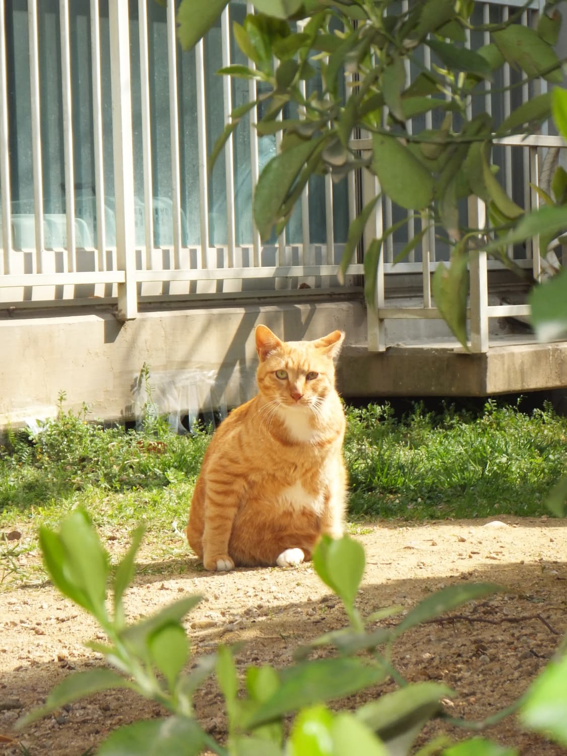 신품급 풀박스 Fujifilm finepix z1100exr 코랄핑크 상품이미지8