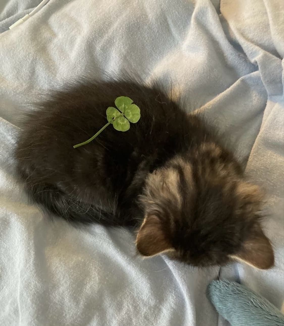 (구해요) 오즈온 ozz on 상의 상품이미지1