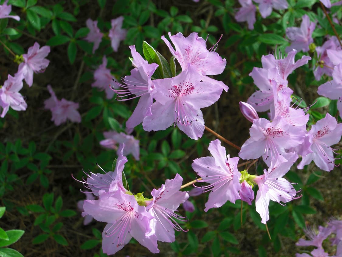 작례O) 카시오 엑슬림 z1080 빈티지 디카 Casio 상품이미지6