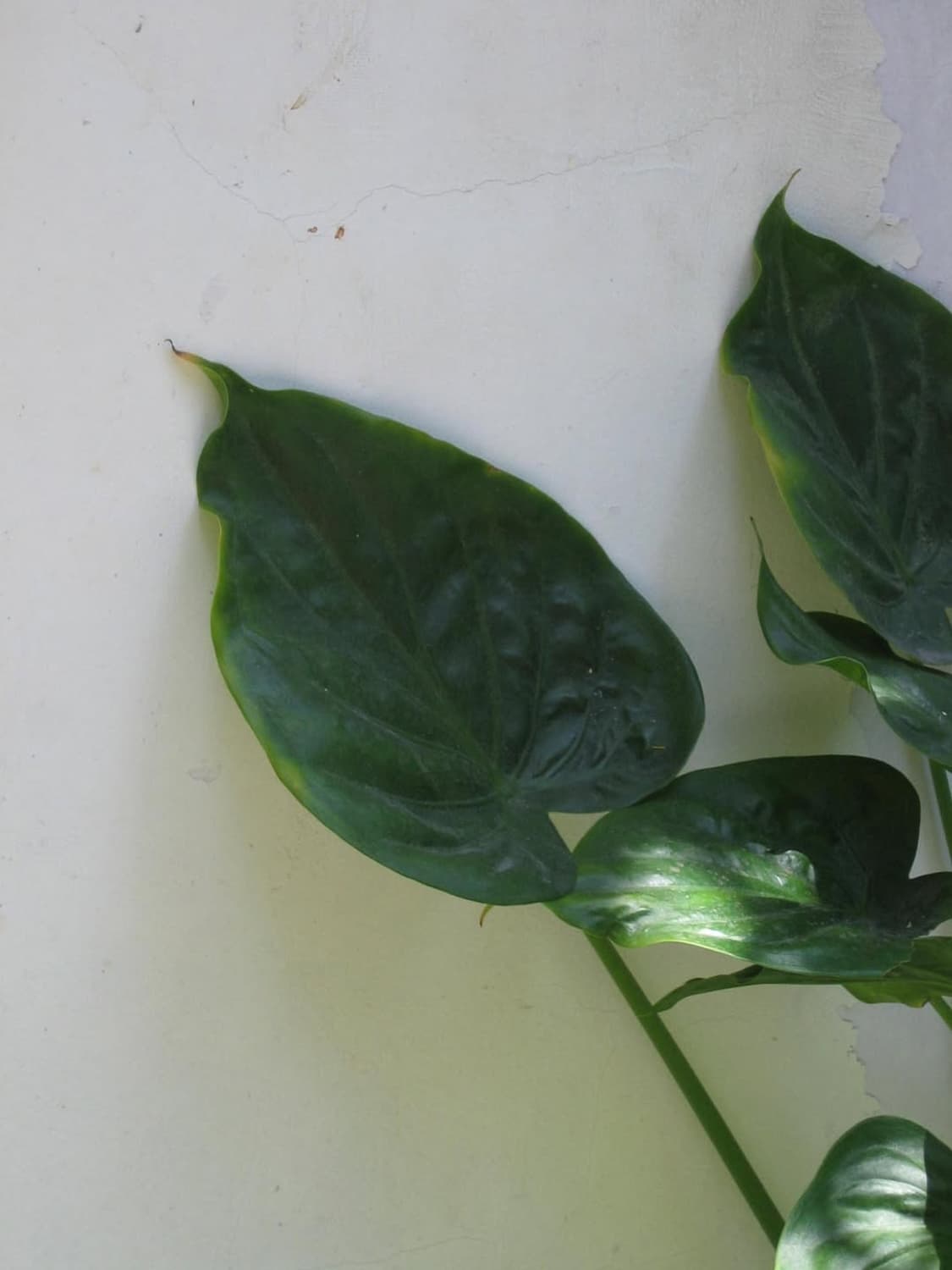 아이유디카💛 ) 캐논 ixy 50 ixus50 상품이미지4