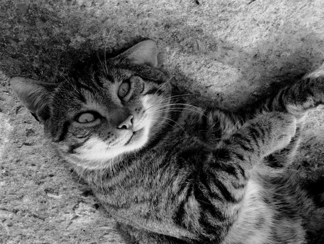 신품급) 캐논 IXY 200 (익서스 185) 디카/카메라  (감성) 상품이미지7