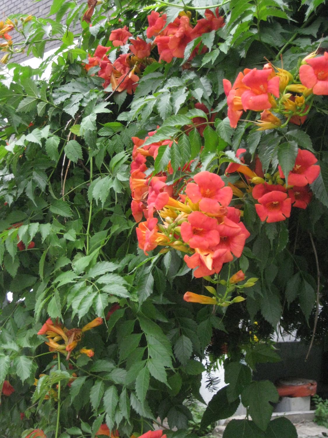 캐논 익서스 80is(ixy20) 상품이미지8