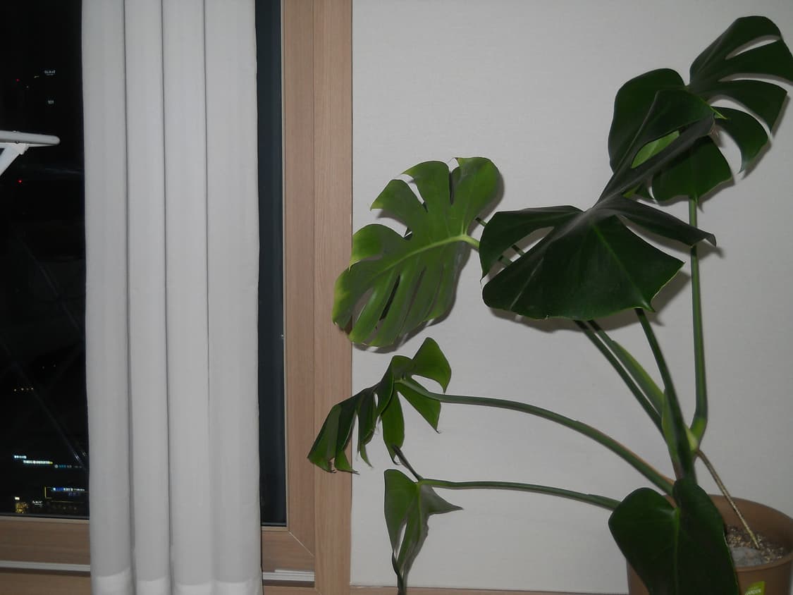 (나연디카) 니콘 쿨픽스 L21 상품이미지3