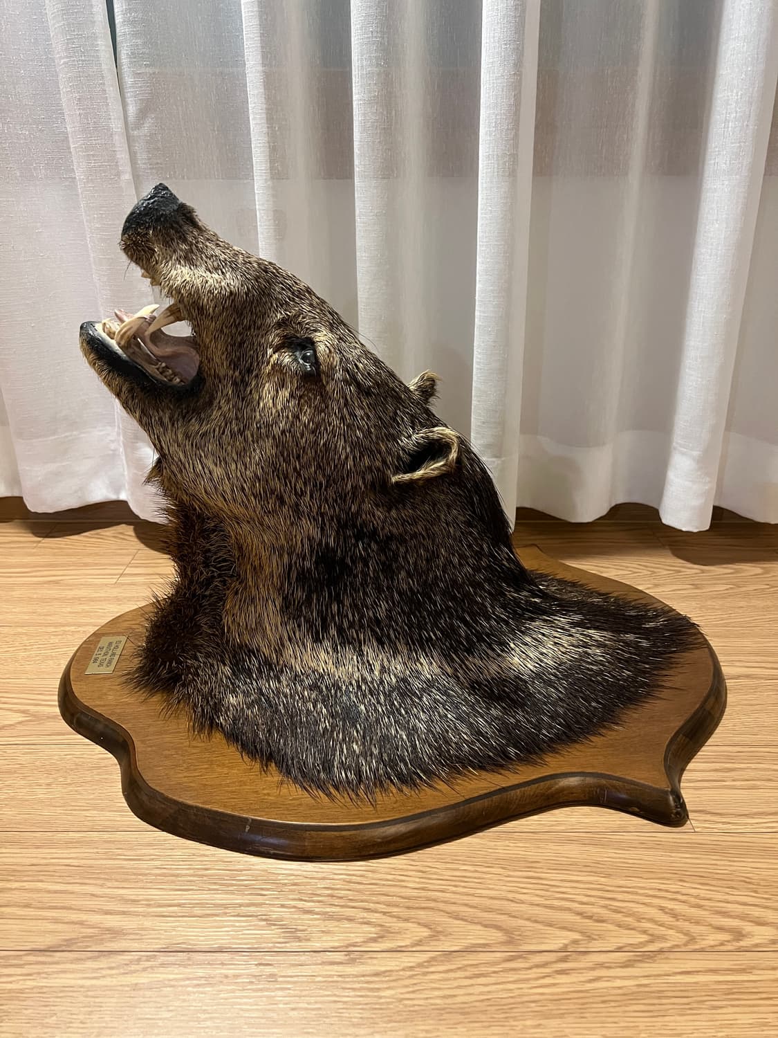 1964년 제작 Javelina 빈티지 헌팅트로피 상품이미지4