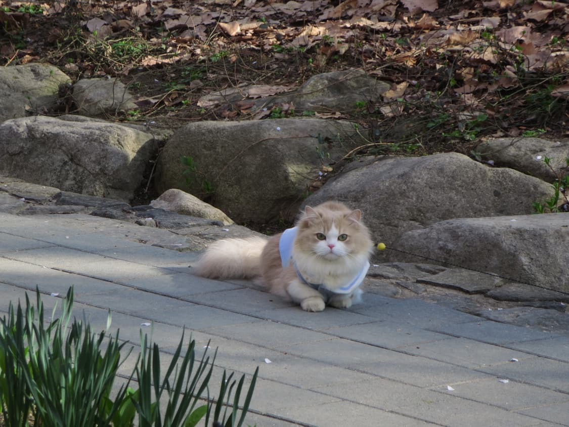 Canon ixy 610f 상품이미지7