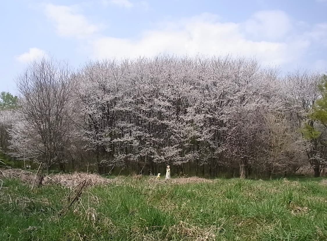 ricoh cx2 빈티지 카메라 상품이미지8