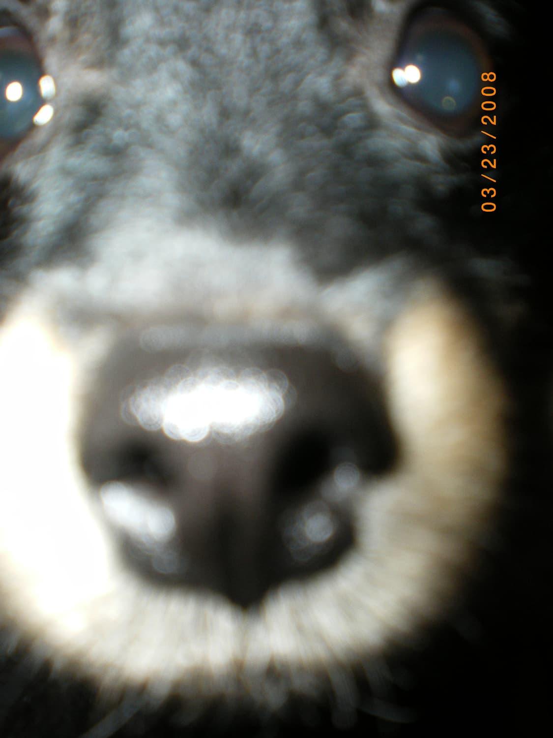 (한국어 지원) 펜탁스 옵티오 m40 빈티지 디카 디지털카메라 상품이미지9