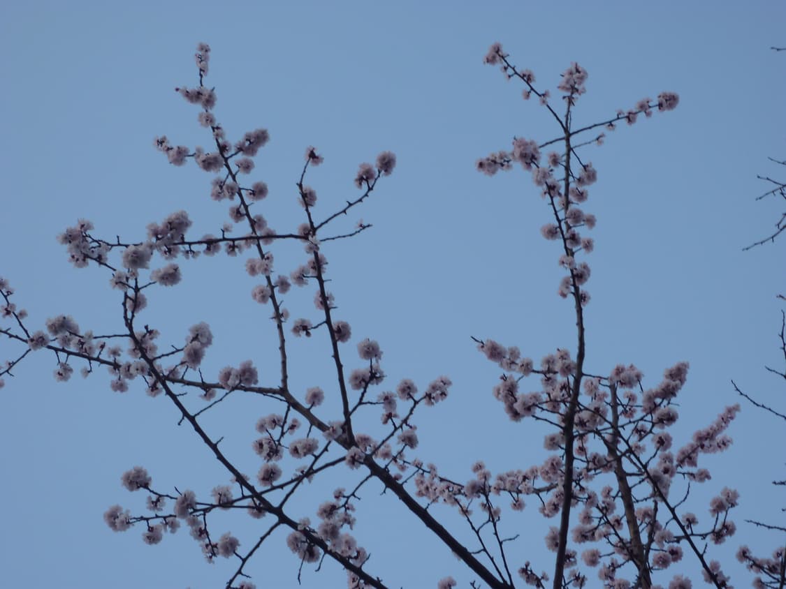 [민트급]루믹스 DMC-FX60 핑크 디카 작례 상품이미지8