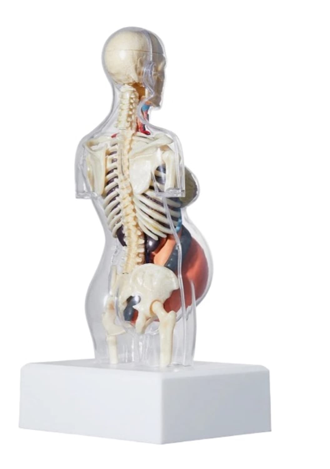 슈프림 피메일 아나토미 모델 클리어 - 18FW  상품이미지2