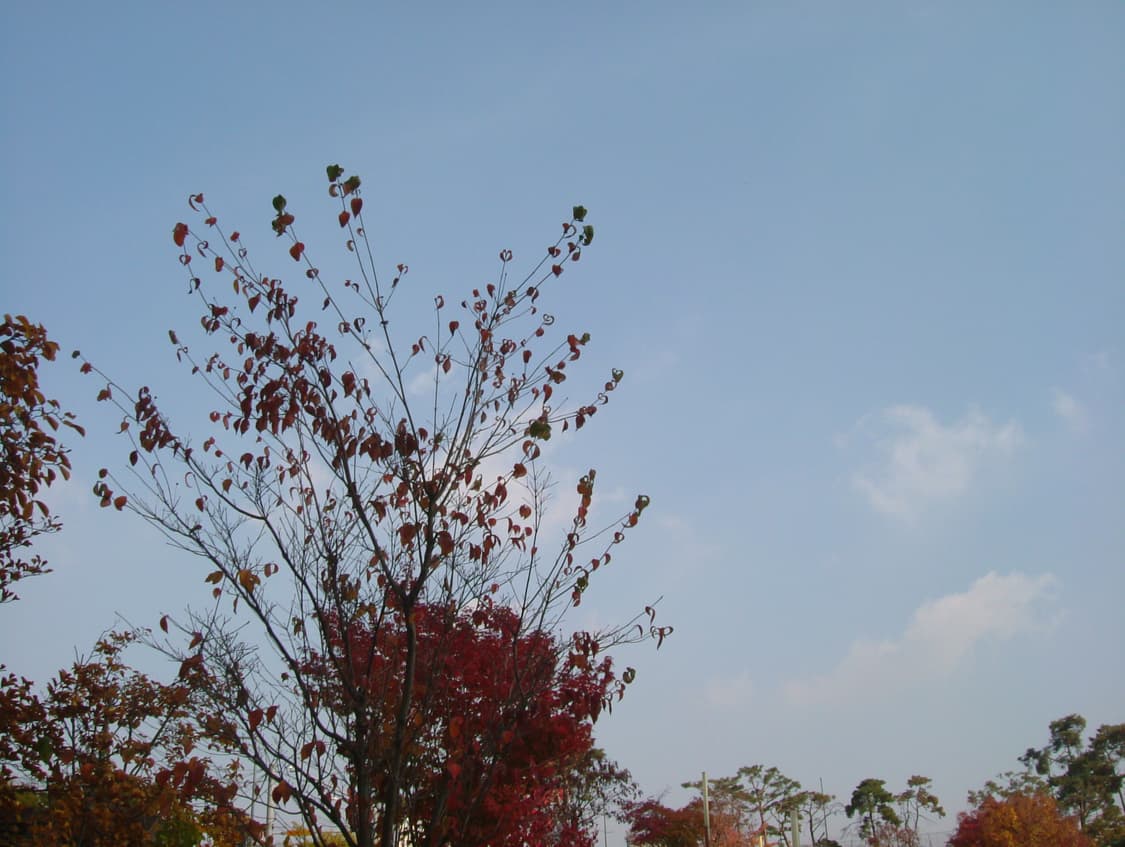 후지필름 파인픽스f410 디카 상품이미지8