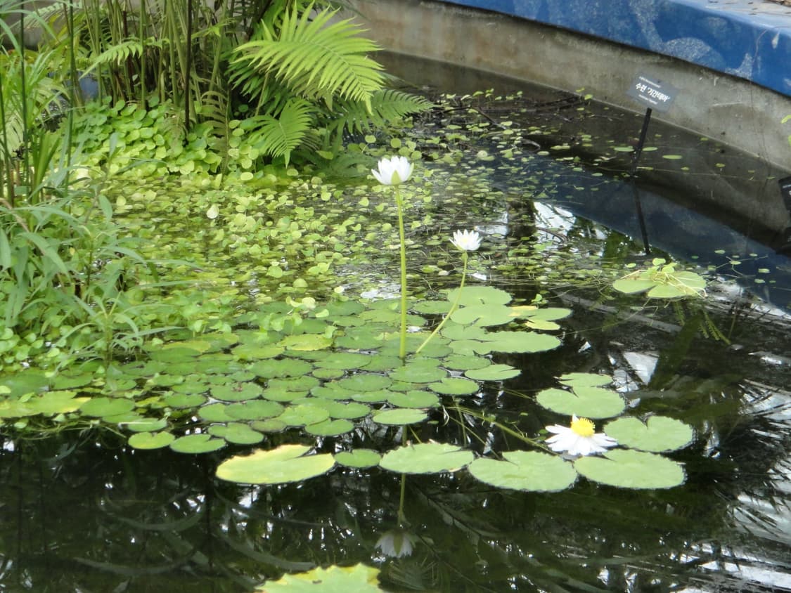 소니 사이버샷 dsc - t99 상품이미지10