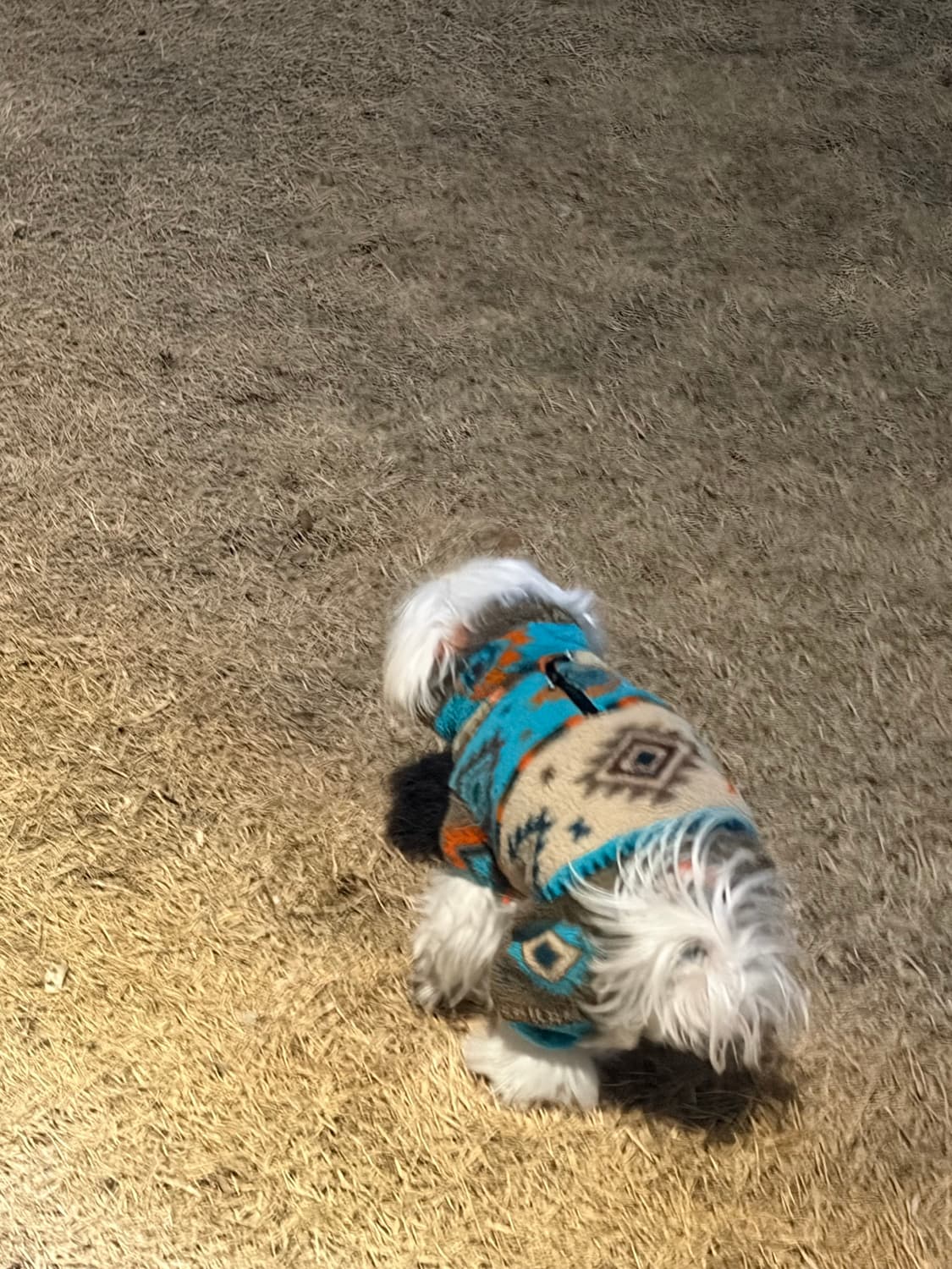 트리빙버드 나일론 셋업 후드집업 상품이미지5