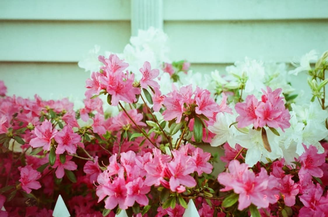 올림푸스 뮤 [mju:]-1 블랙 필름 카메라 상품이미지9