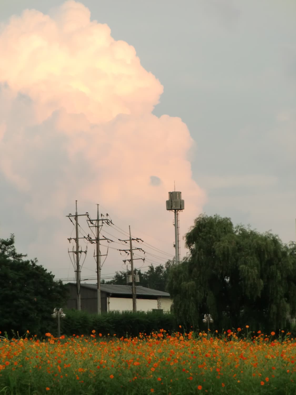 카시오 H10 판매합니다(풀박스,작례있음) 상품이미지1