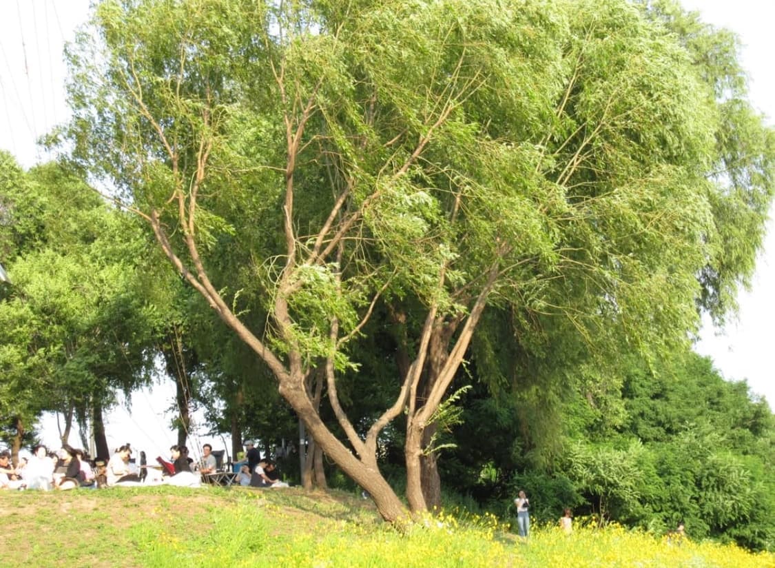 Olympus Camedia d-560 zoom 디지털 카메라  상품이미지4