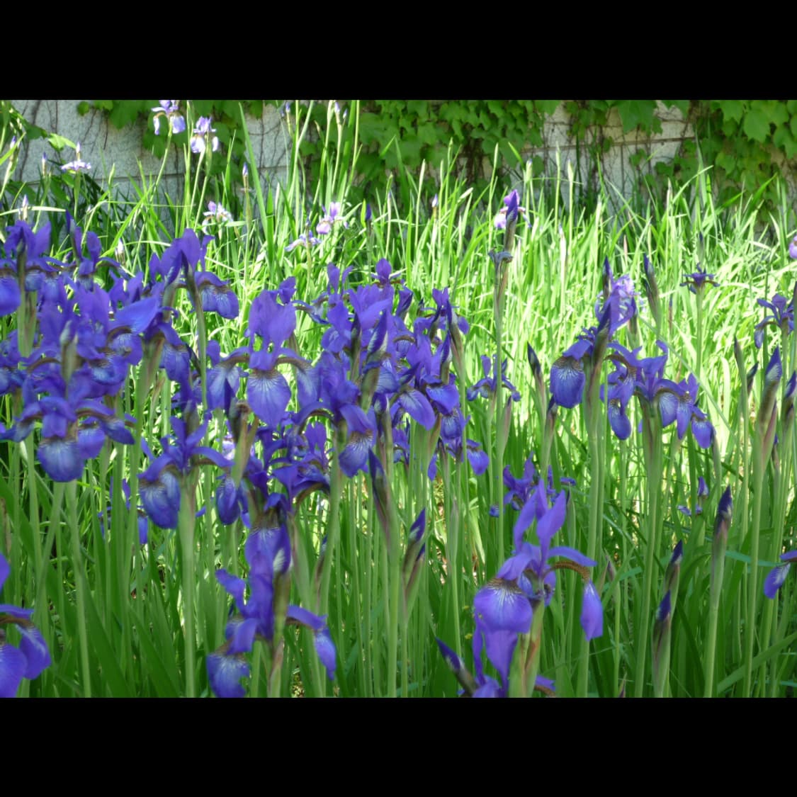 작례⭕️ 파나소닉 루믹스 DMC-FX37 상품이미지10