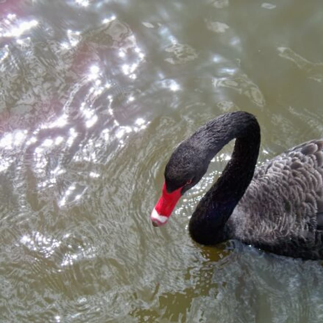 입문) Kodak Easyshare Z1085IS 코닥 이지쉐어 디카 상품이미지9