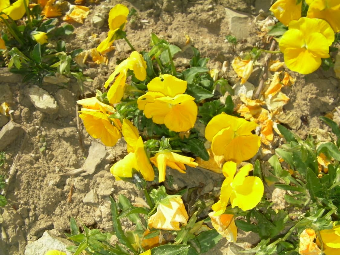 산요작티cg20/빈티지카메라/작례있음 상품이미지8