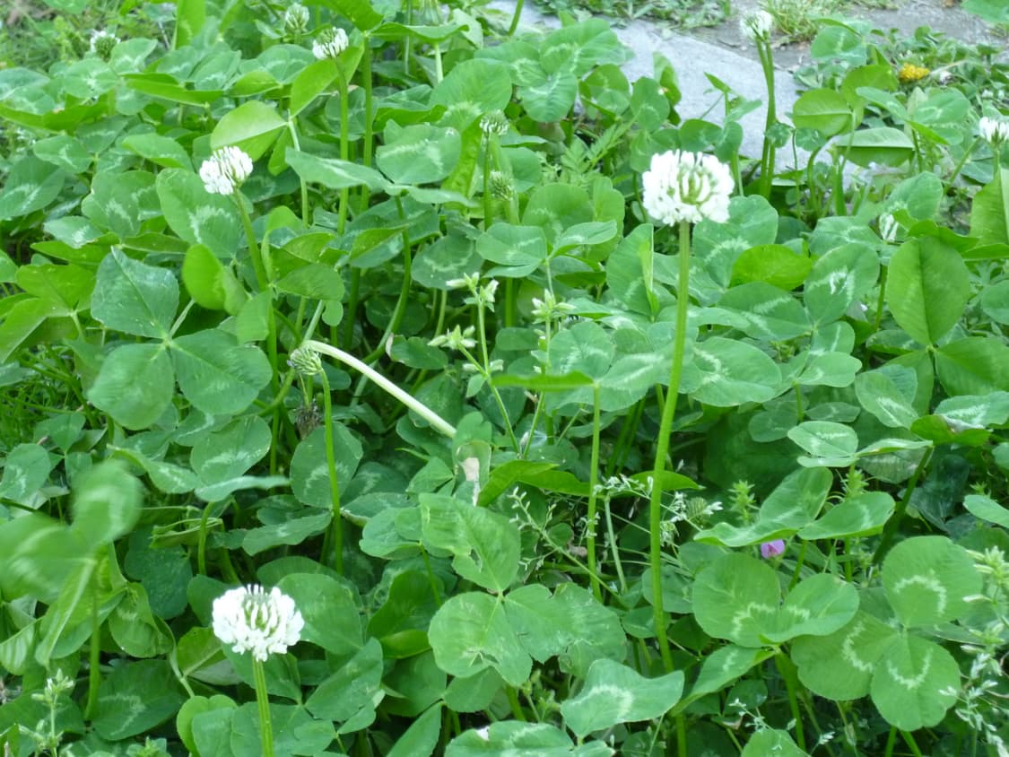 파나소닉 DMC-S2 화이트 빈티지 디카 작례⭕️ 상품이미지9