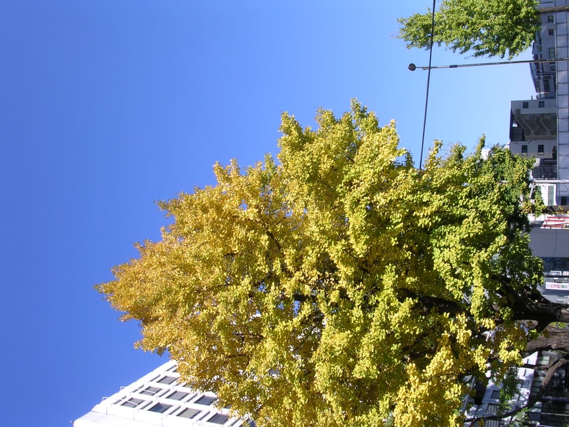 니콘 쿨픽스 coolpix 3100 디카 상품이미지10