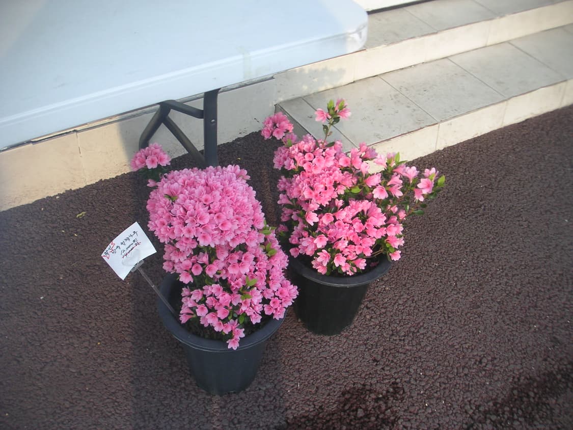 필카느낌,작례o) 미놀타 Minolta DiMAGE Xt 빈티지 디카 상품이미지9