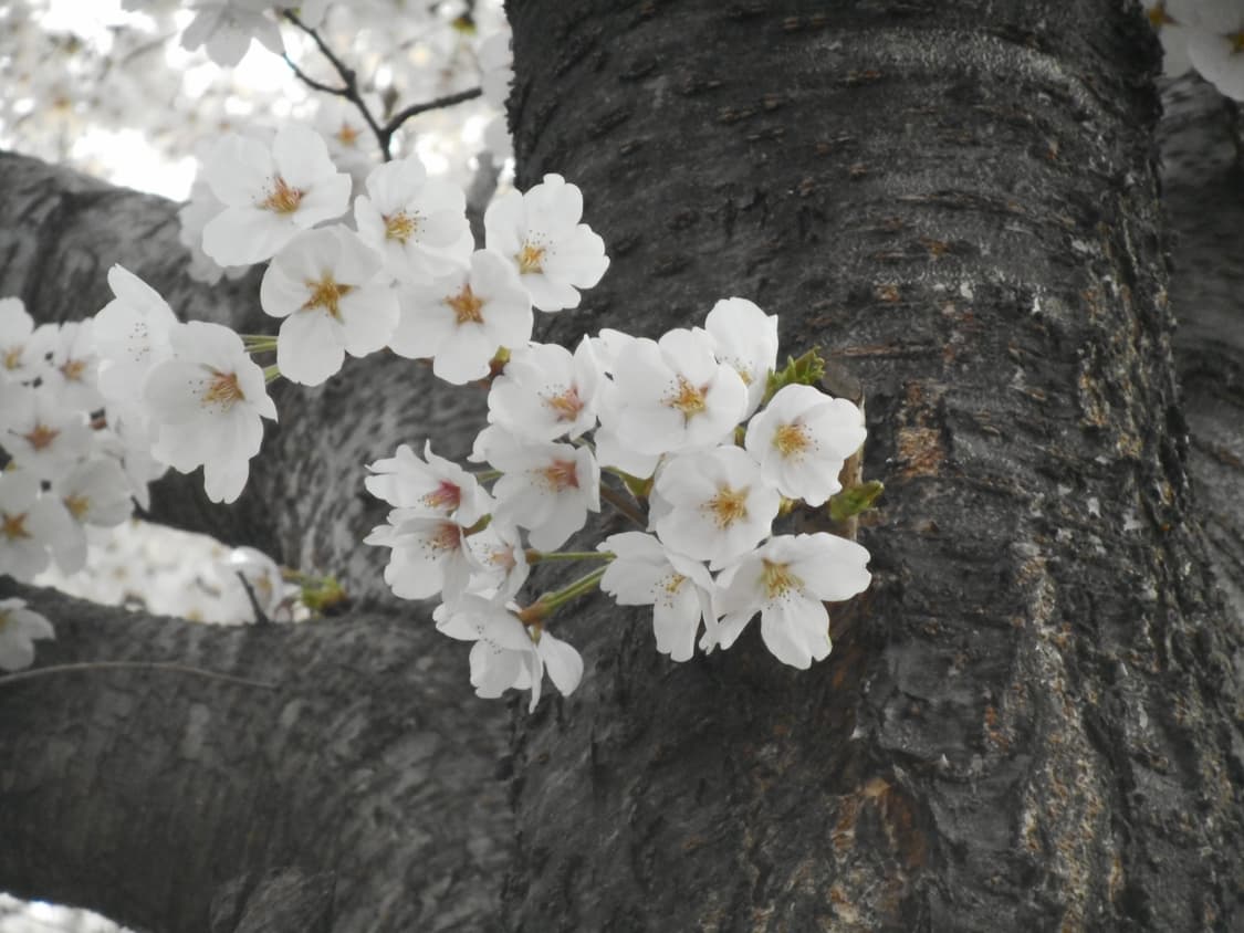 니콘 쿨픽스 s3600 핑크 디지털 카메라 상품이미지9