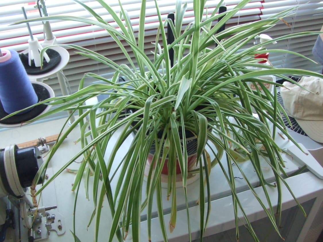 후지필름 파인픽스 z1 빈티지 디카 상품이미지3