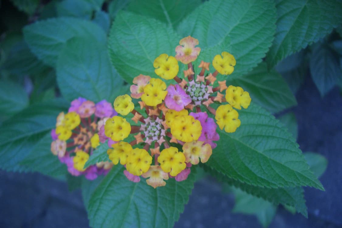 카시오 엑슬림 ex-z4 디카 (빈티지 카메라) 상품이미지9