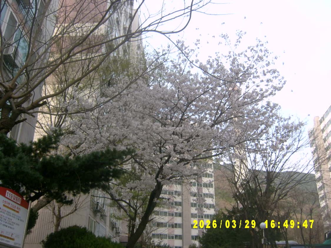 삼성 케녹스 V6 디지털카메라 상품이미지9