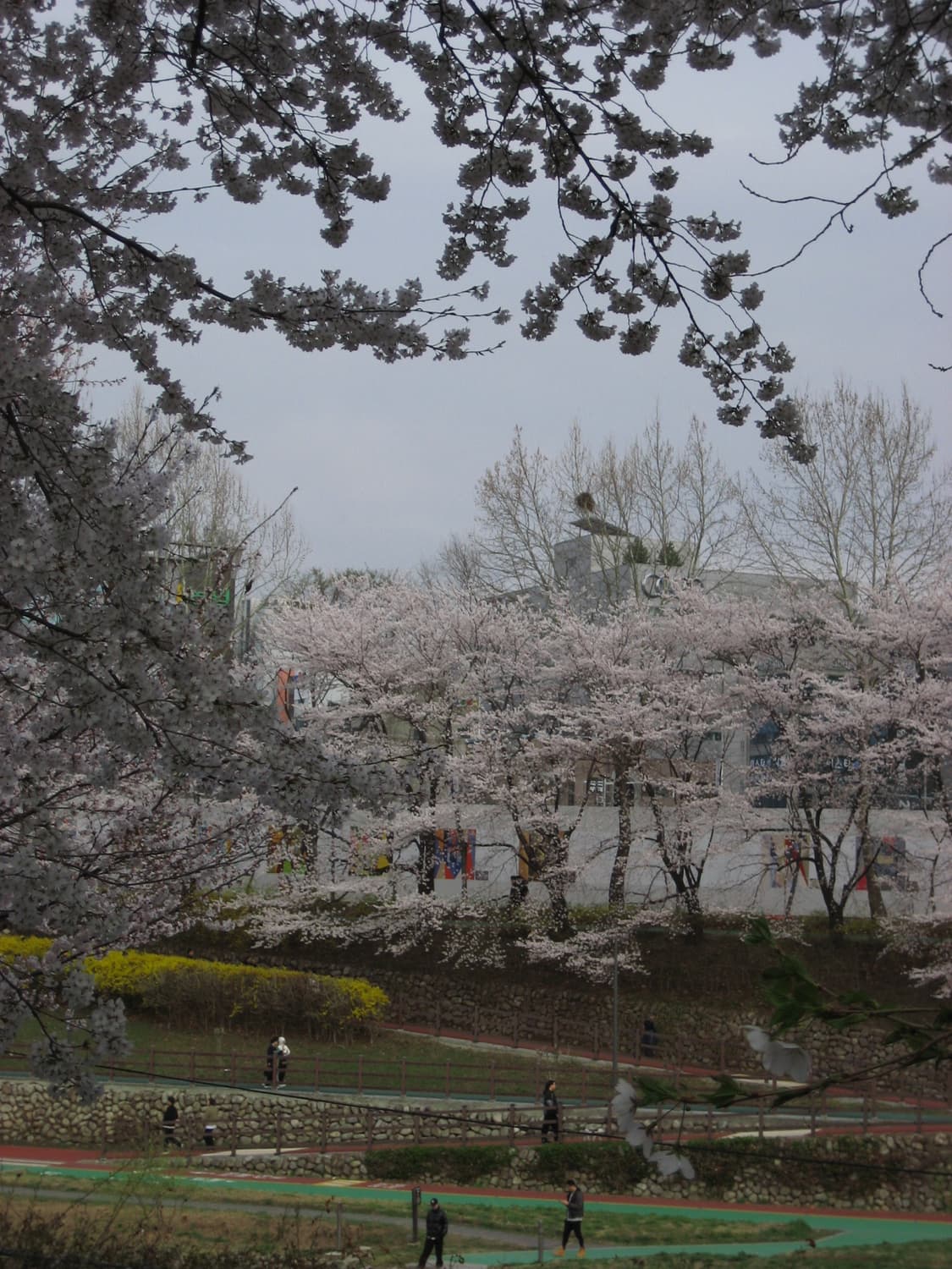 캐논 익서스 65 상품이미지6