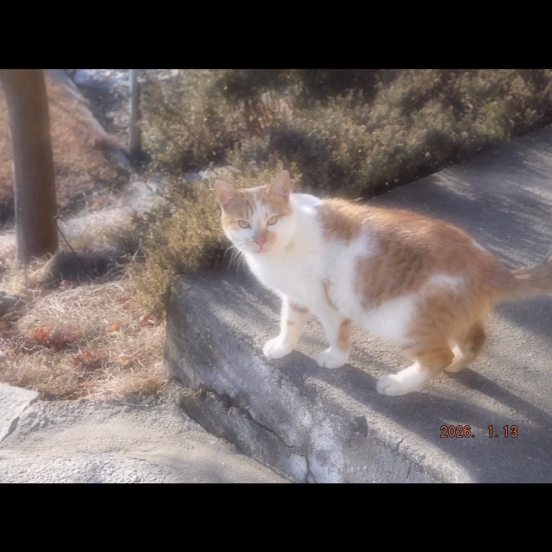 [소프트포커스/작례] 후지필름 파인픽스 Z2000EXR 디카 상품이미지10