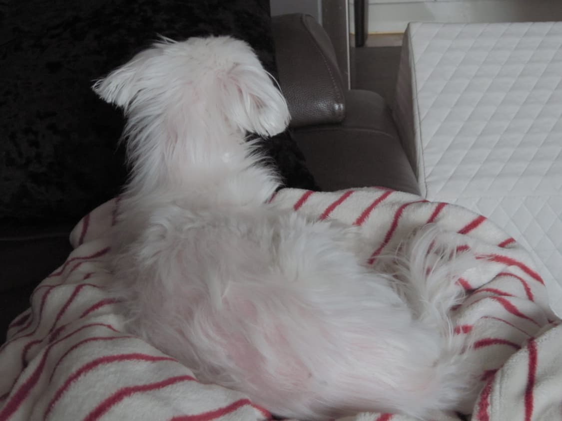 (A급)캐논 파워샷 a3200 작례o 상품이미지5