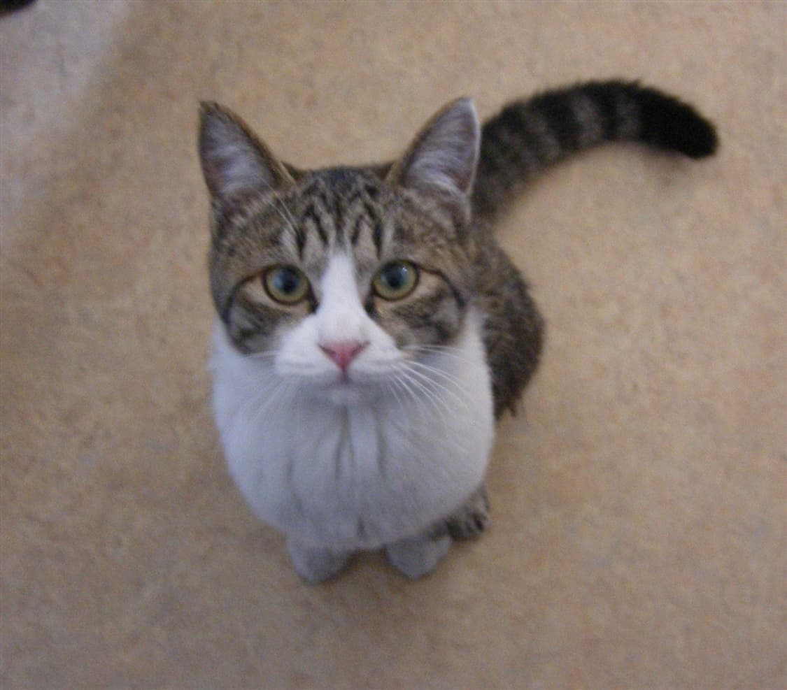 후지필름 파인픽스 FUJIFILM FinePix F460 실버 상품이미지3