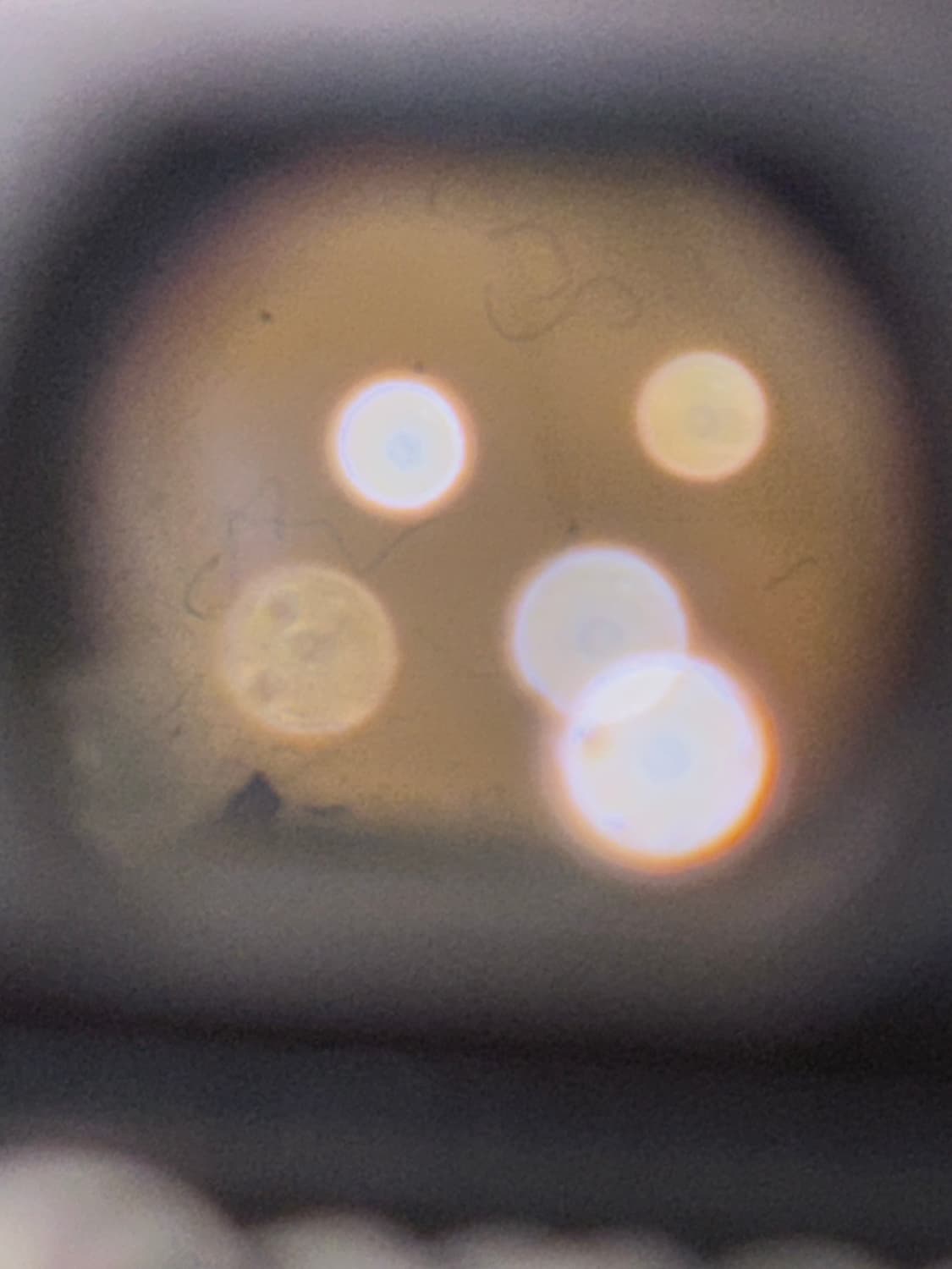 (작례/풀구성)캐논 파워샷 g9 powershot 디카 상품이미지4