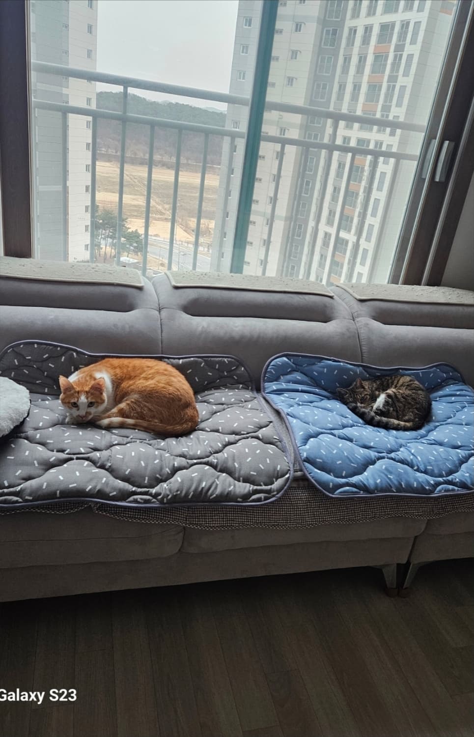 무료배송))반려동물 특대형 누빔방석(미끌림방지) 상품이미지8