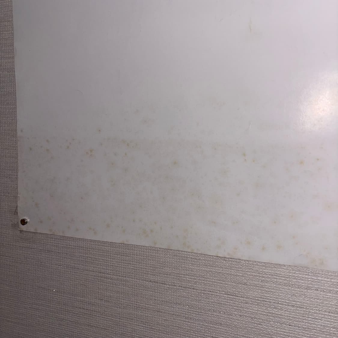 에반게리온 아야나미 레이 세가 B2 포스터 상품이미지3