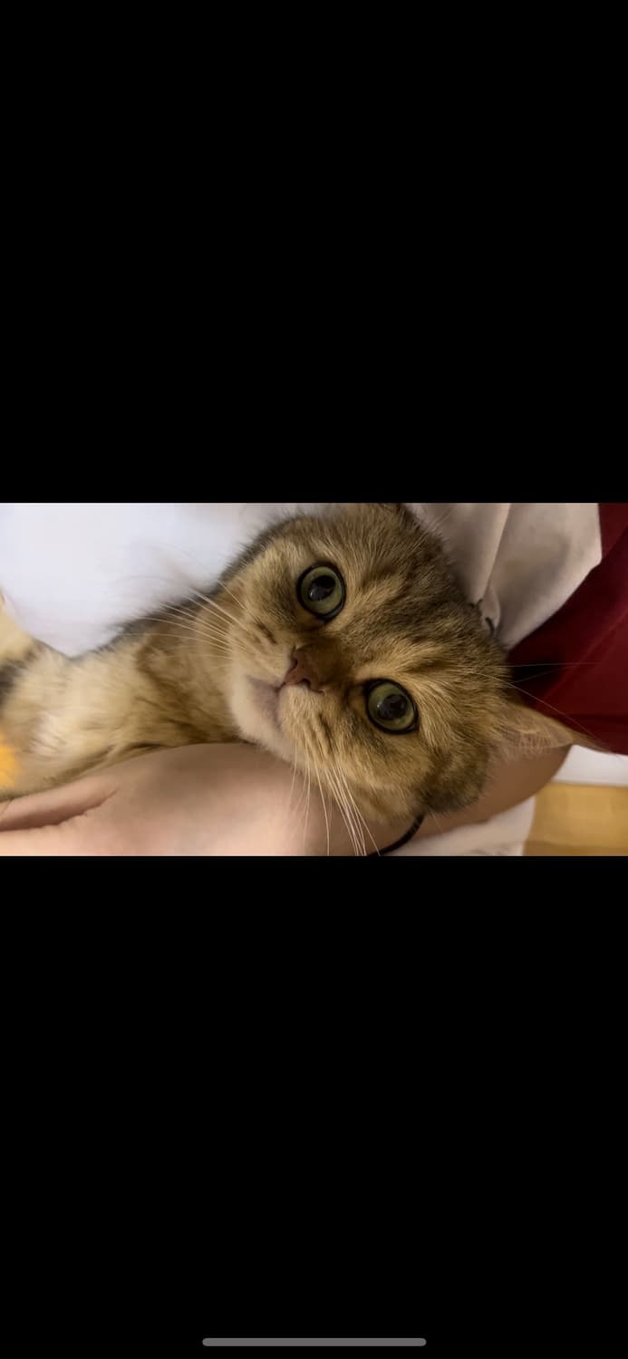 고양이 상품이미지8