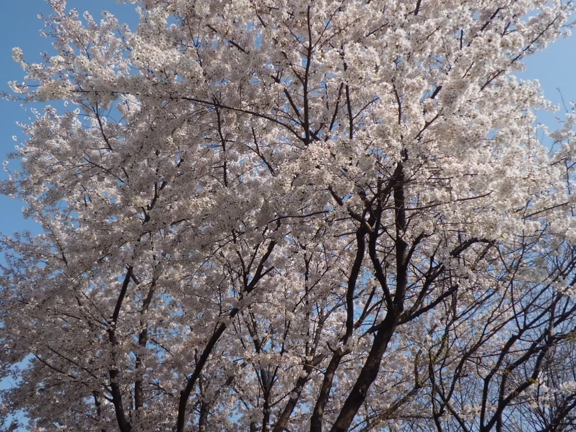 카시오 엑슬림 zs-5 핑크 상품이미지10