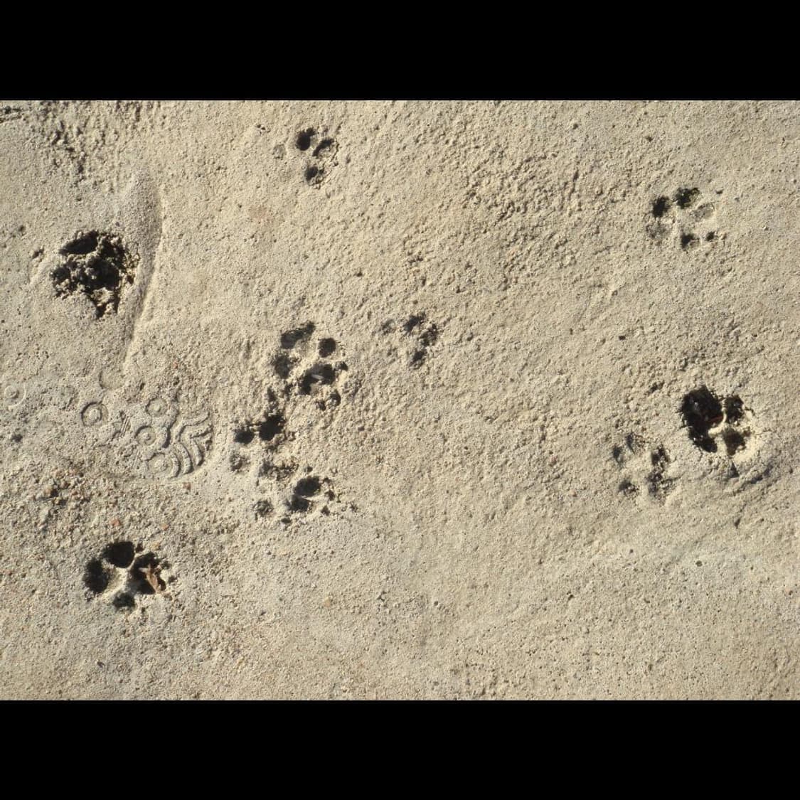 소니 사이버 DSC-T50  네이비블루🌊  빈티지 디카 디지털카메라 상품이미지4