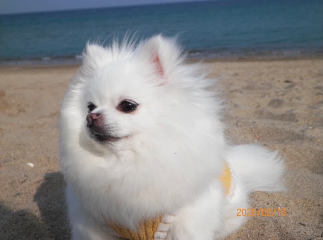 삼성 VLUU-PL170 한효주디카 빈티지디카 상품이미지6